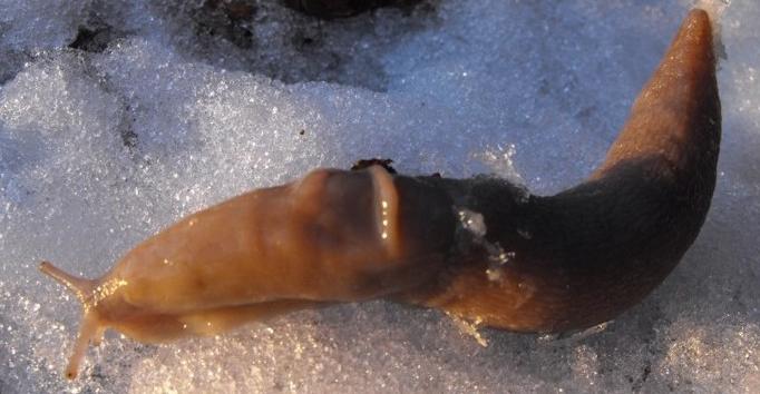 Limax cf. strobeli da Valmadrera (LC)